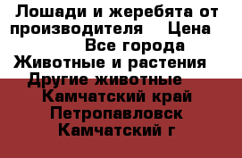 Лошади и жеребята от производителя. › Цена ­ 120 - Все города Животные и растения » Другие животные   . Камчатский край,Петропавловск-Камчатский г.